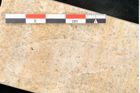 Foto (Detailansicht) von Olea noti Unger (NHMW-GEO-2024-0188-8148)